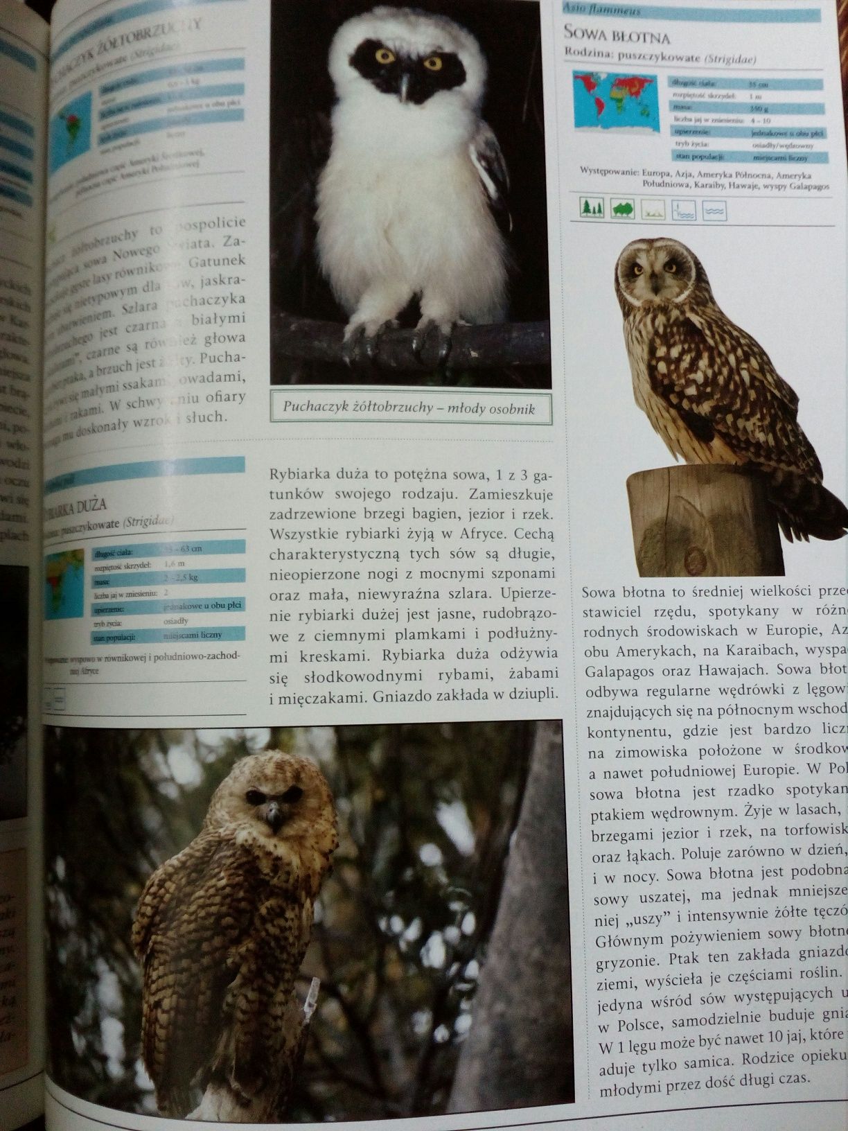 Wielka Encyklopedia Zwierząt. Ptaki t. 11
