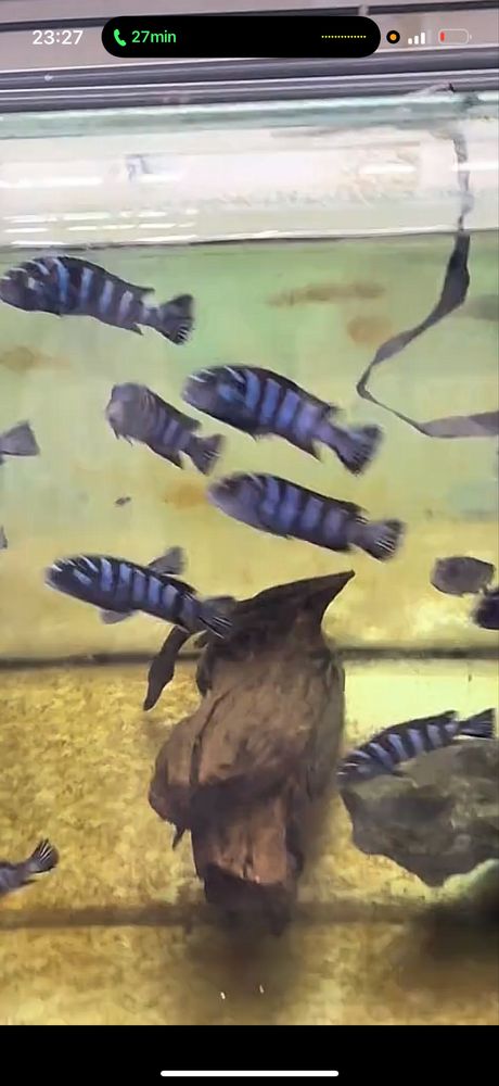 Demasoni pombo rocks