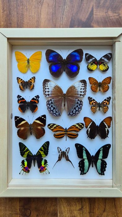 Gablotka motyle ćmy Stichophthalma Thaumantis Urania Papilio i inne