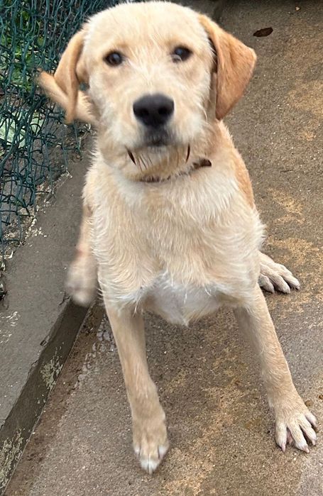 Macho arraçado de Labrador