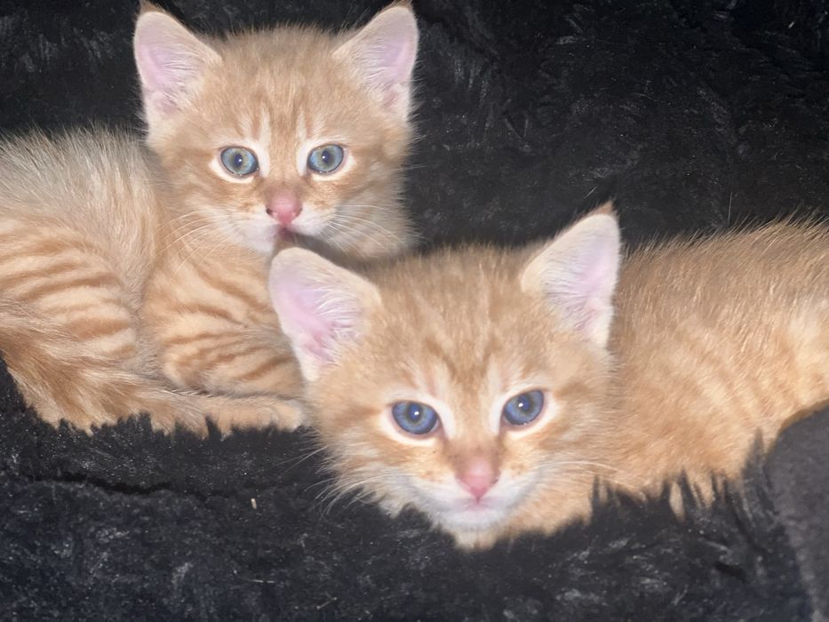 Кошеня ,рижий кіт,котенятко