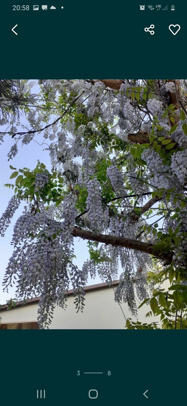 Nasiona wisterii-glicynii