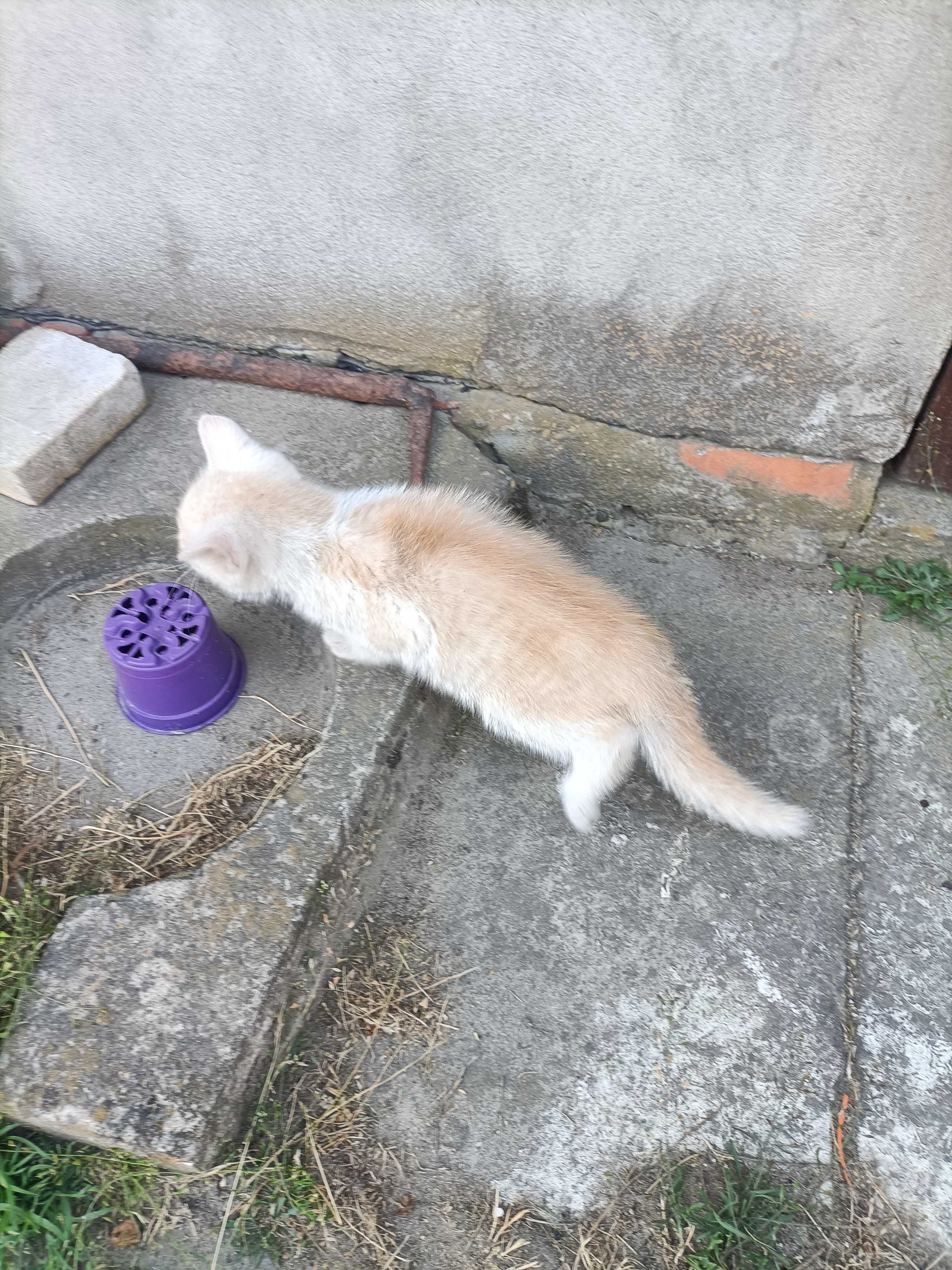 Kotki do oddania za darmo