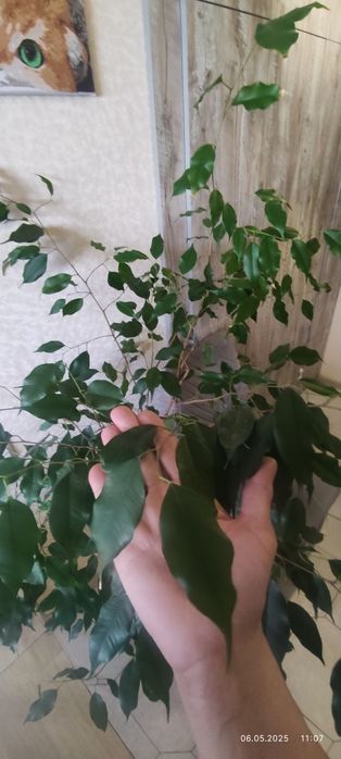 Фикус Бенджамина