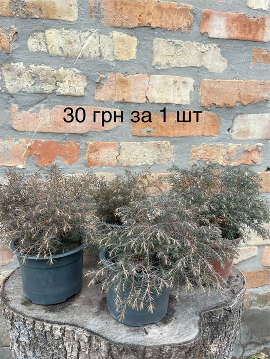 Рослини в горщиках