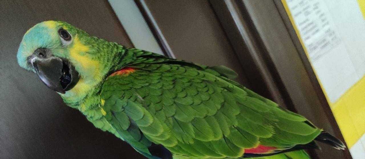 Попугай Амазон Венесуэльский Выкормыши
