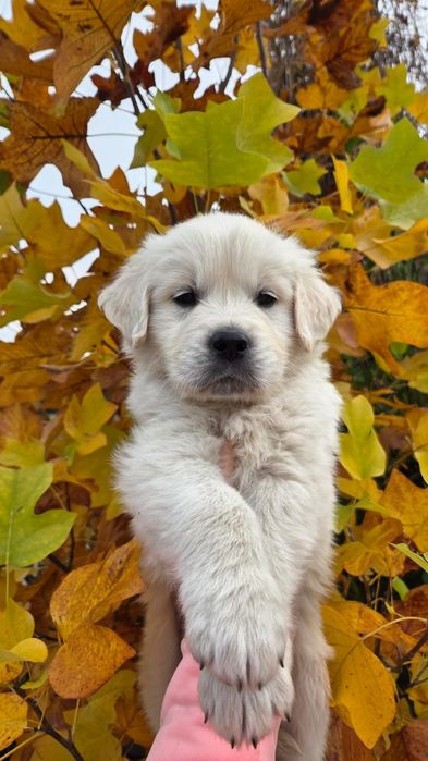 Golden Retriever Piesek