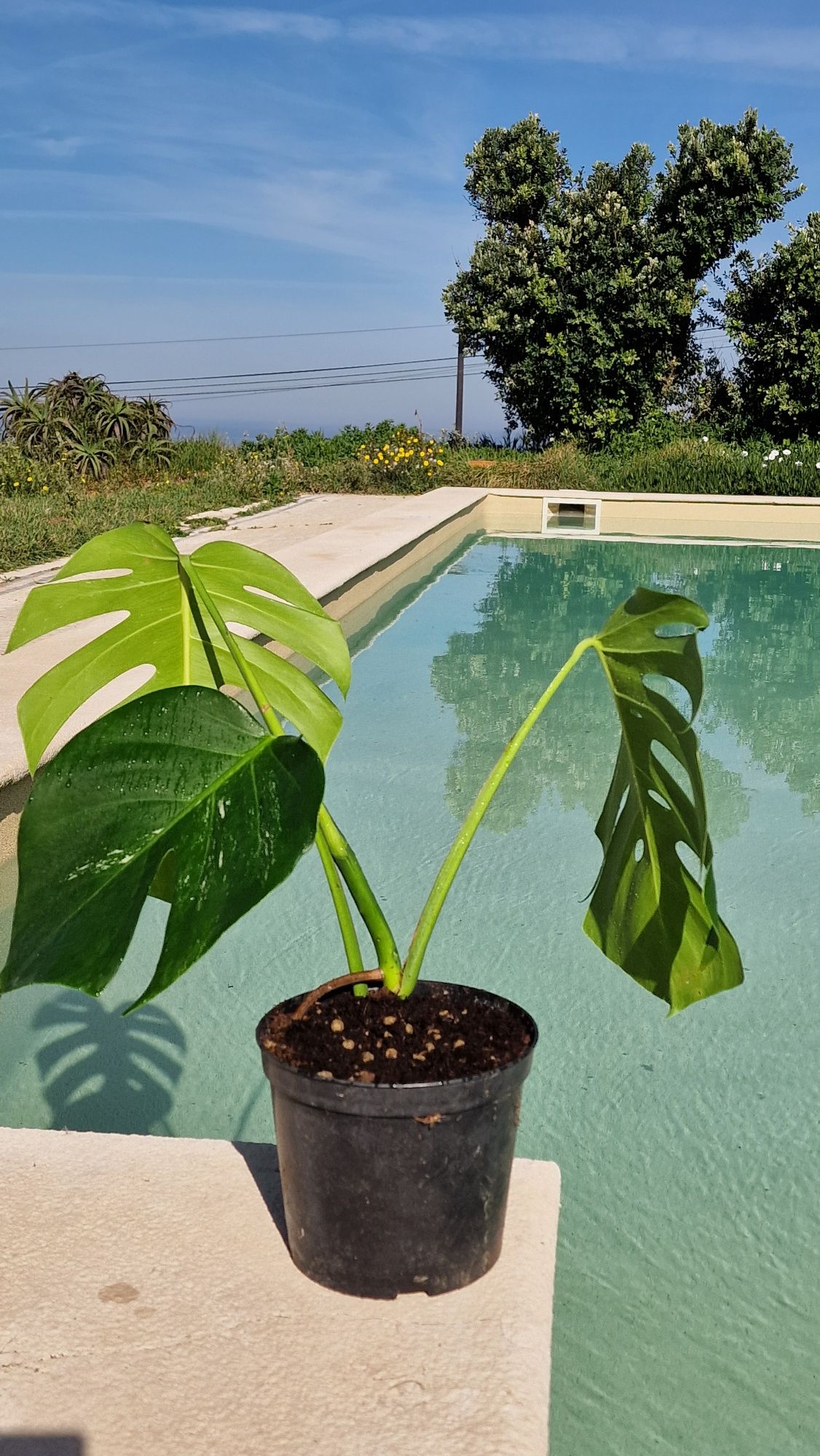 Monstera Albo Variegata