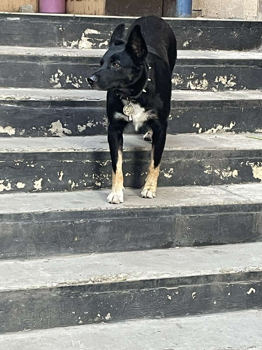 Замечена собака, пр. Гагарина