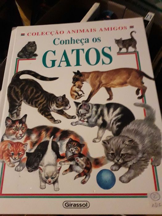 Conheça os Gatos - Animais amigos