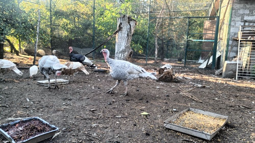 Indor lawendowy 2024