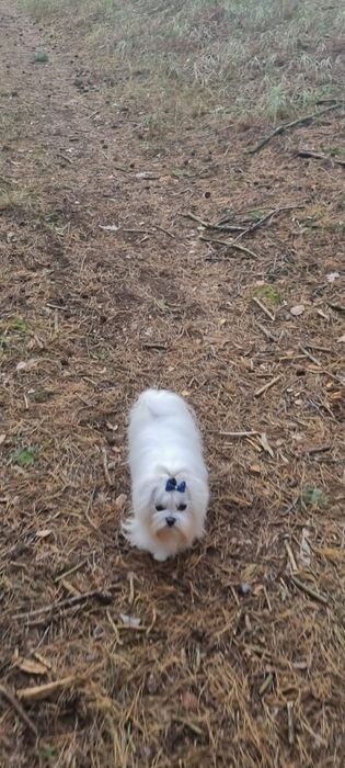 Maltanczyk po koreanczyku