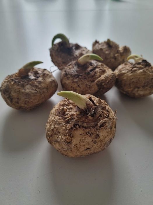 Cebulki kalii – piękne kwiaty, idealne na prezent