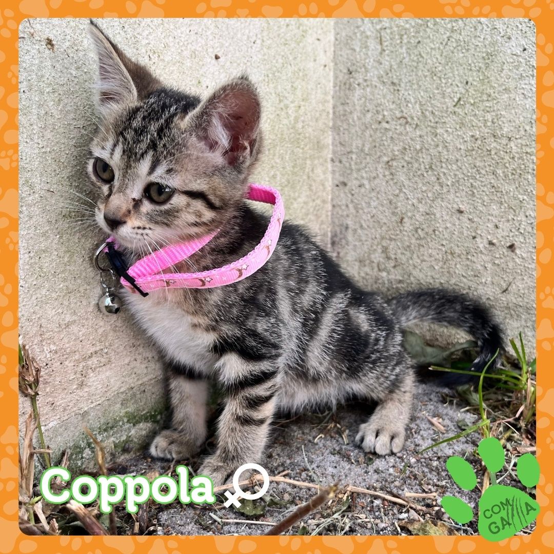 Gatinhos para adopção