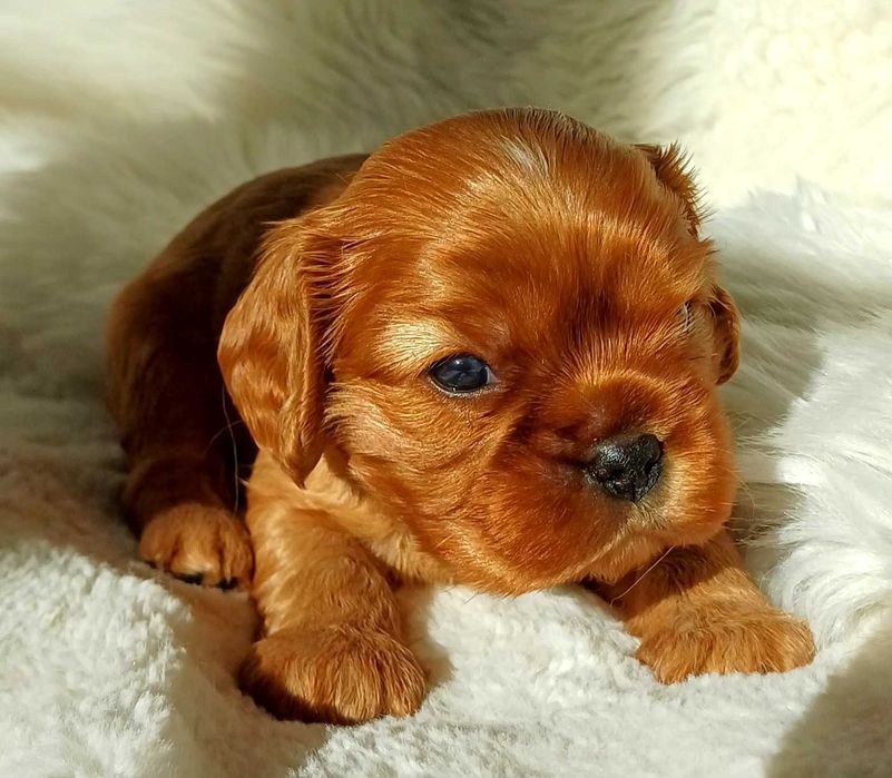 Cudowny rudy piesek Cavalier King Charles Spaniel FCI