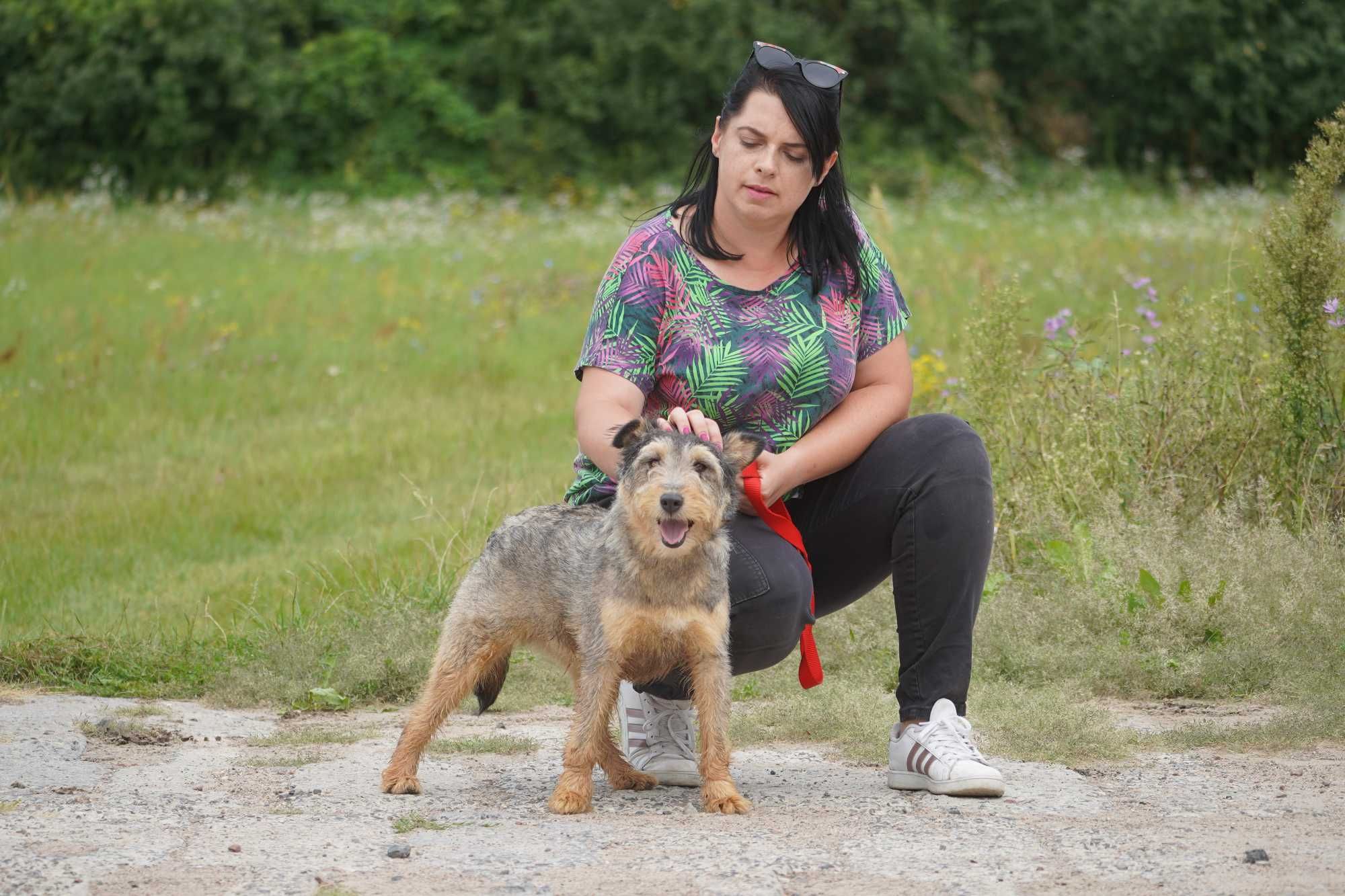 Denar - wspaniały pies szuka domu