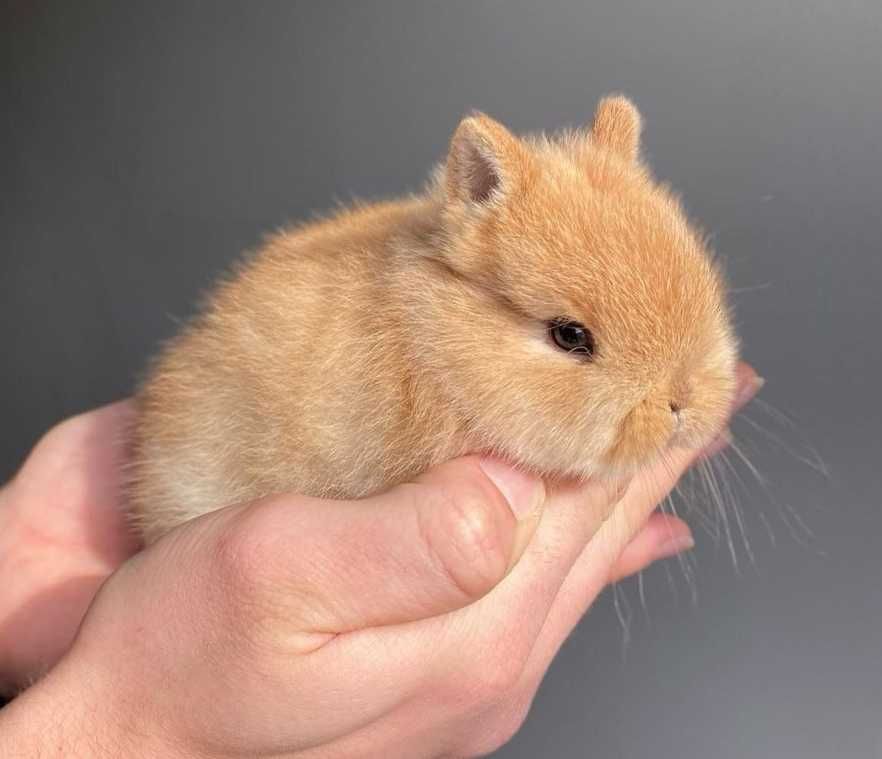 Coelhos anões bebés + gaiola nova + alimentação adequada