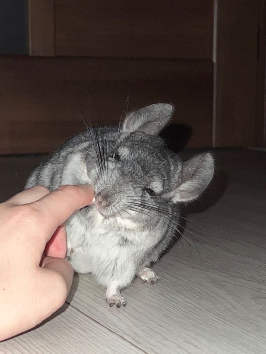 Гризунчик в добрі руки