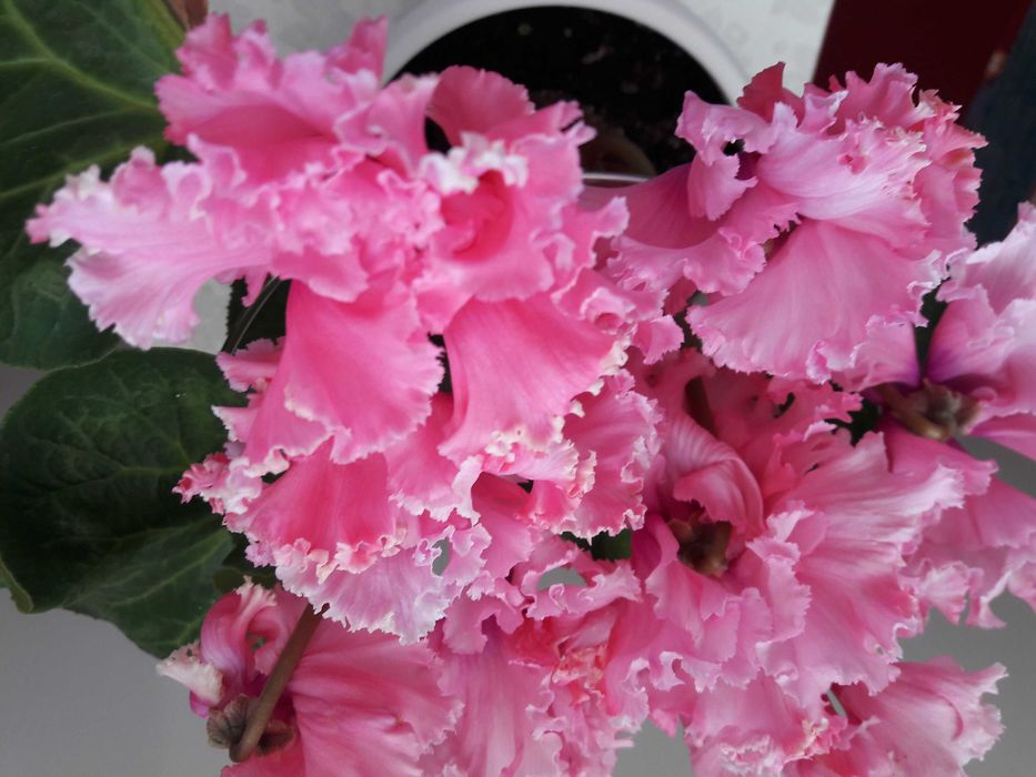 Семена цикламенов