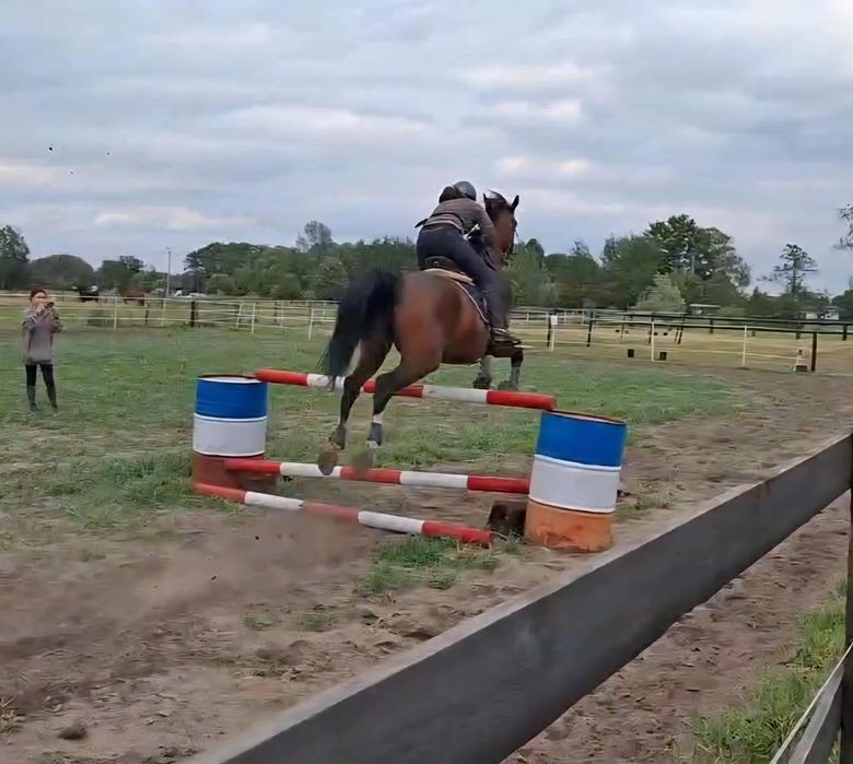 Sprzedam ogierka odsadka rasy sp