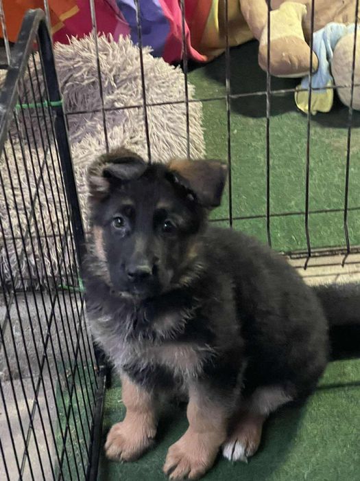 Szczeniak Owczarka Niemieckiego