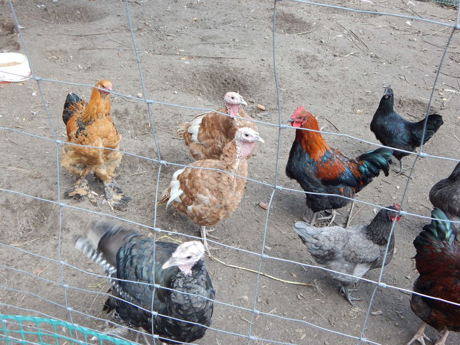 Indyki, kogut Brahma Olbrzymia