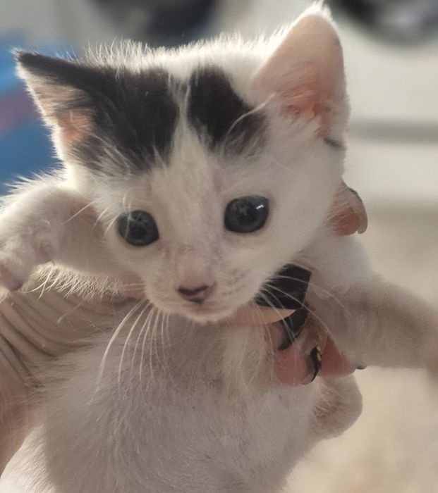 Adoção Responsável