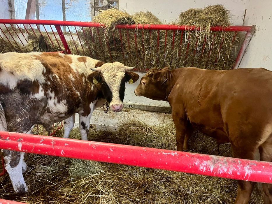 4 jałówki 2 byki Biała strefa