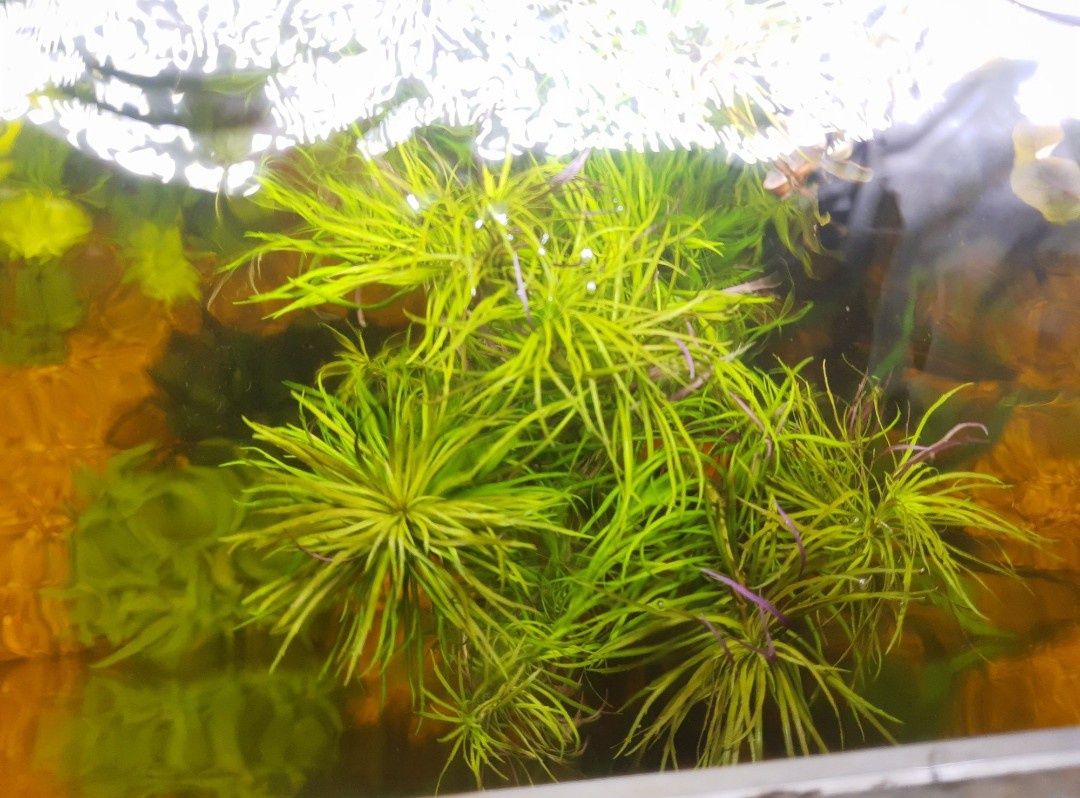 Roślina Akwariowa Eustralis Pogostemon stellata sadzonki