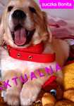 Piękna Bonita !!! Golden Retriever RODZICE OBOJE W HODOWLI TATA FCI