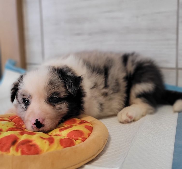 Border Collie suczka