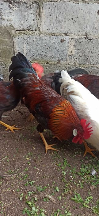 Koguty leghorn i włoszka 2025