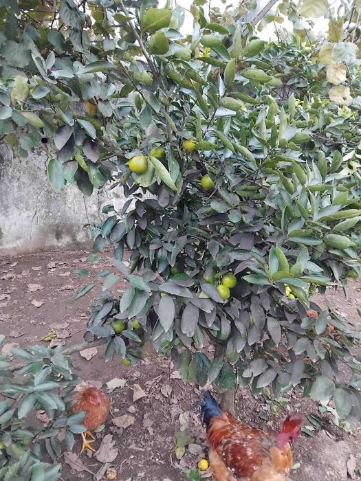 Lima 100 % Biológica