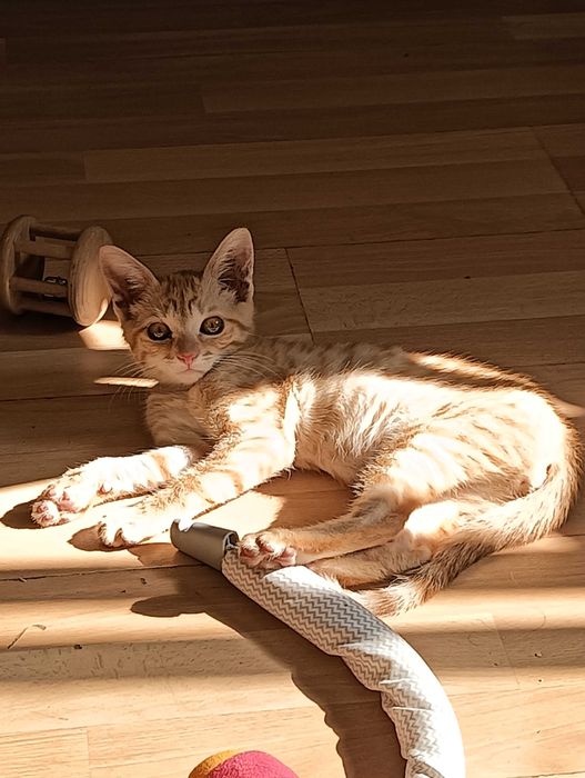 Gatinho amarelo 4/5 meses adoção
