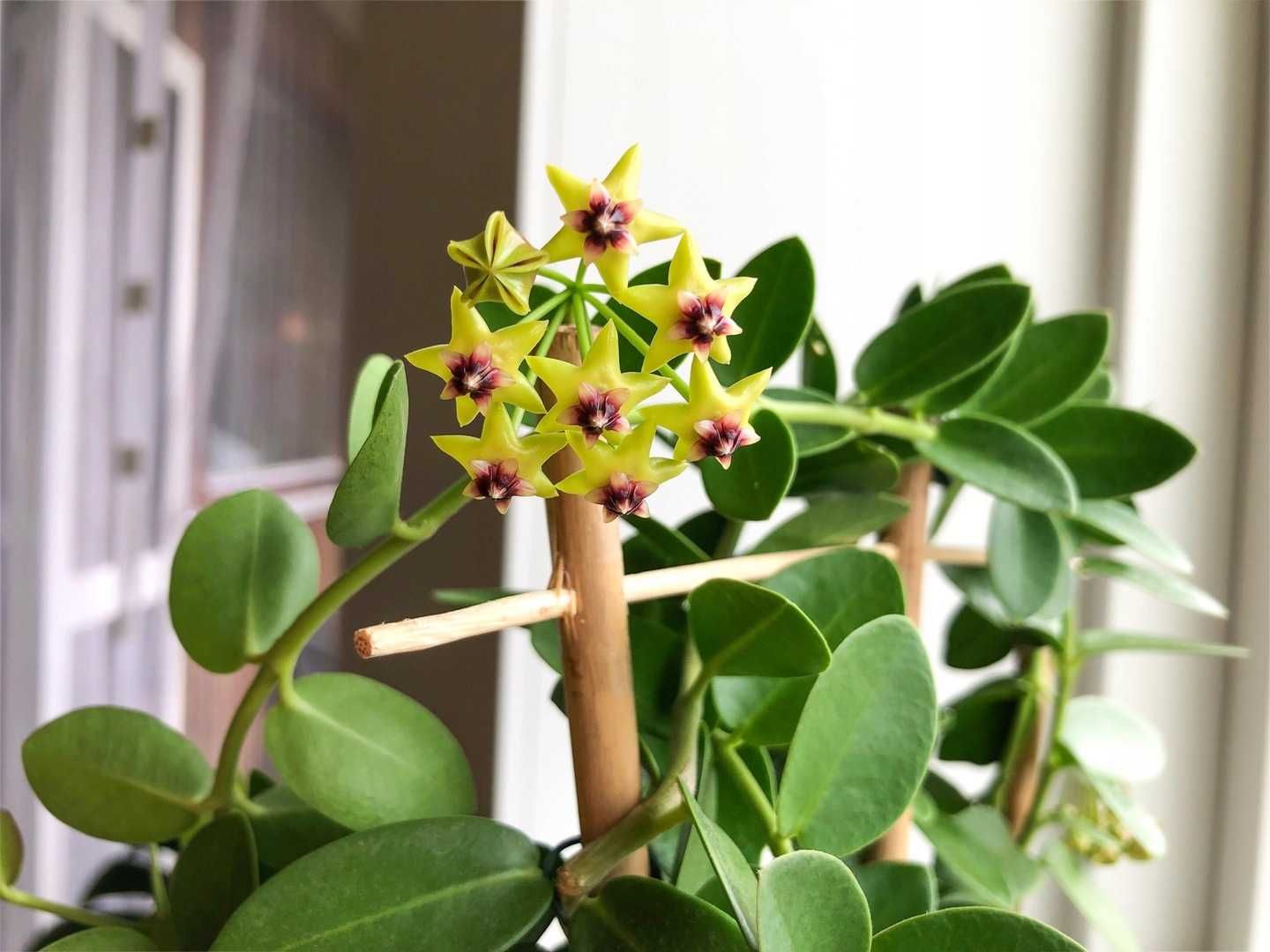 1. Hoya Hoja Cumingiana , Cummingiana .