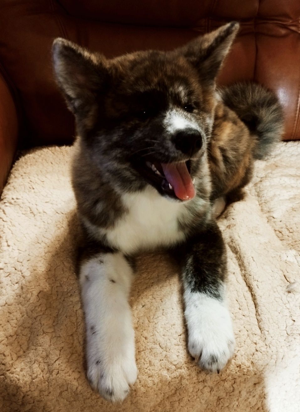 Akita Inu pręgowana sunia Zkwp