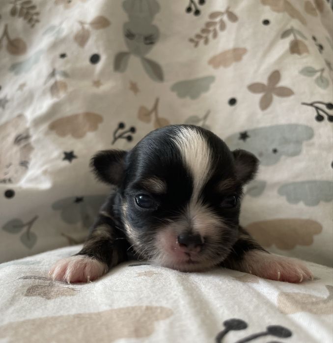 ***Śliczna sunia chihuahua ZKwP/FCI***