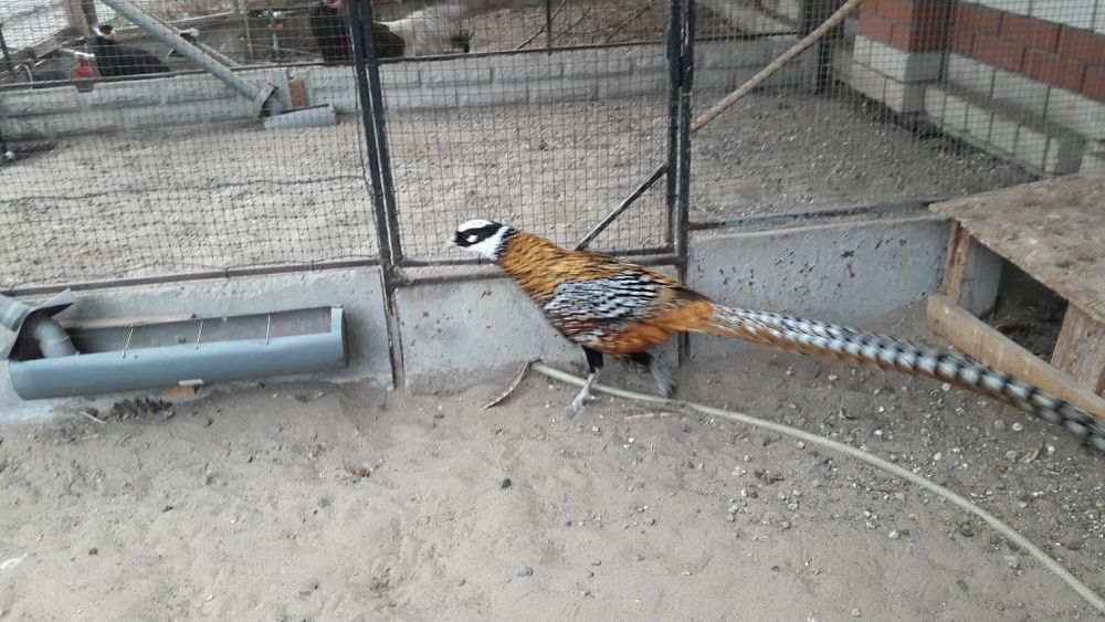 Королівський фазан продам