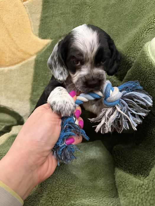 Продам щенков английского кокер-спаниеля