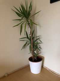 Planta yucca grande
