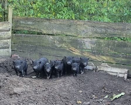 Swinki wietnamki do oddania