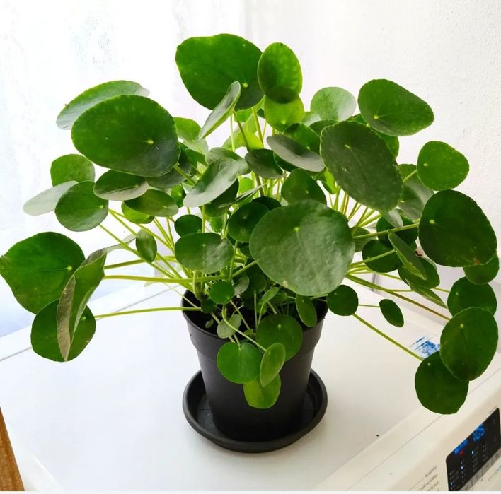 Pilea Peperomioides, plantas, natureza, decoração, jardim