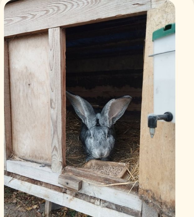Olbrzymy belgijskie szynszylowate