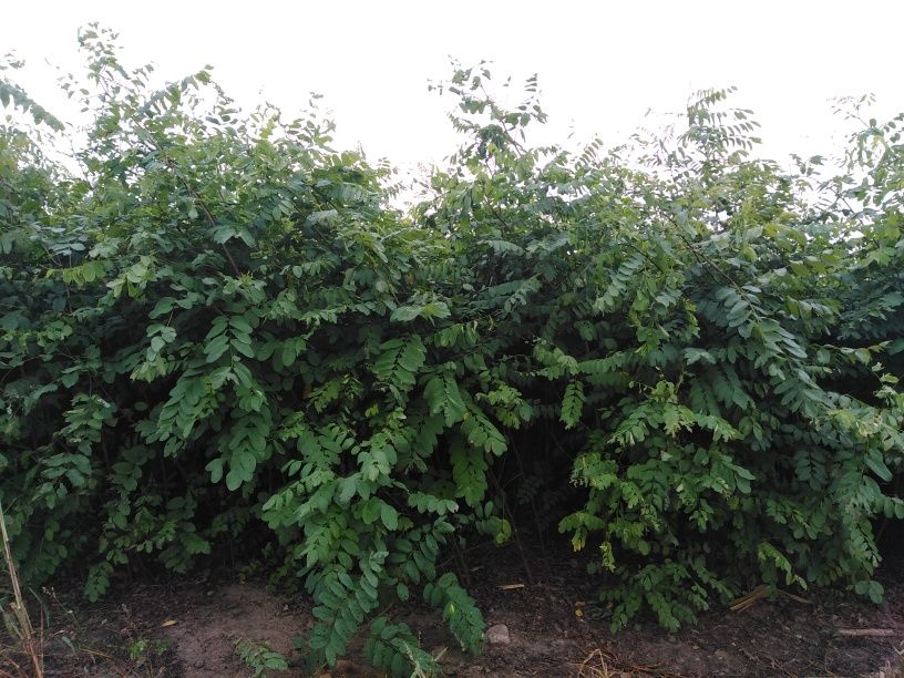 Akacja, Robinia Akacjowa