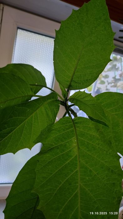 Цветок Бругмансия