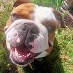 Buldog angielski