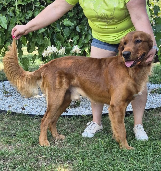 Reproduktor Golden Retriever ciemnozloty