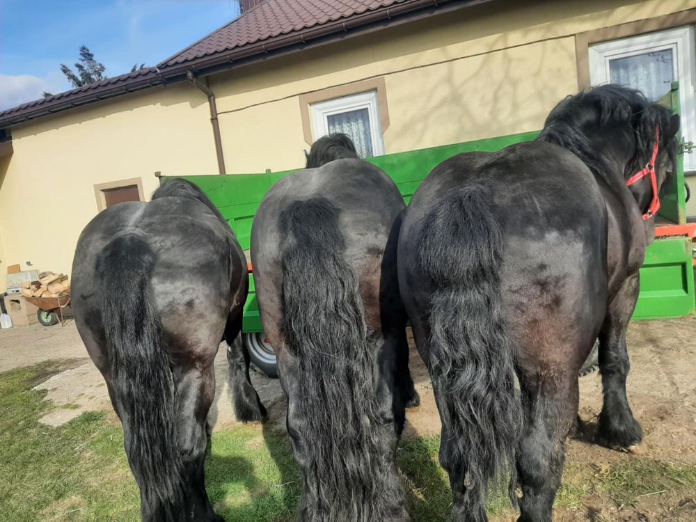 Konie zimnokrwiste