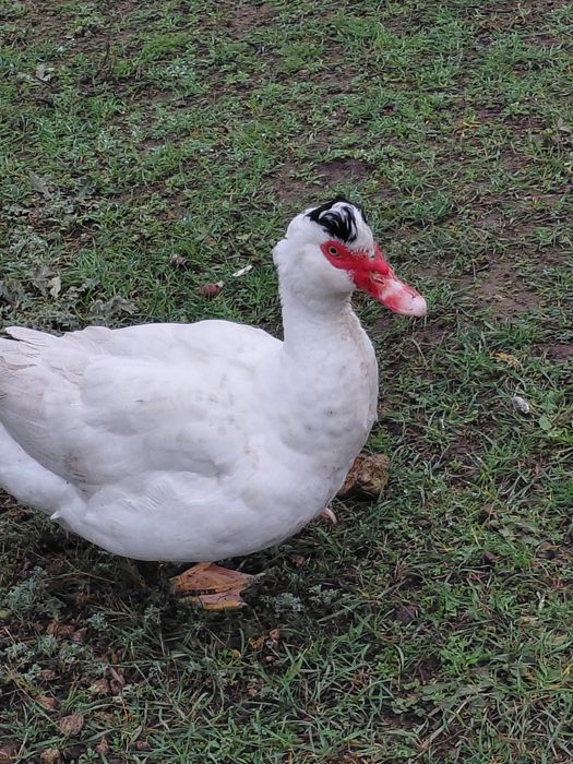 Продам уток шипуни