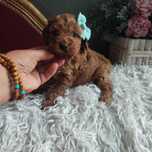 Cockapoo > Cocker Spaniel & pudel > dostępna suczka .